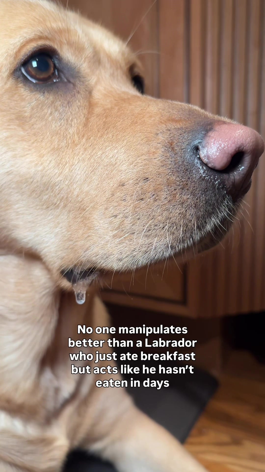 @Lord Jack The Yellow Lab