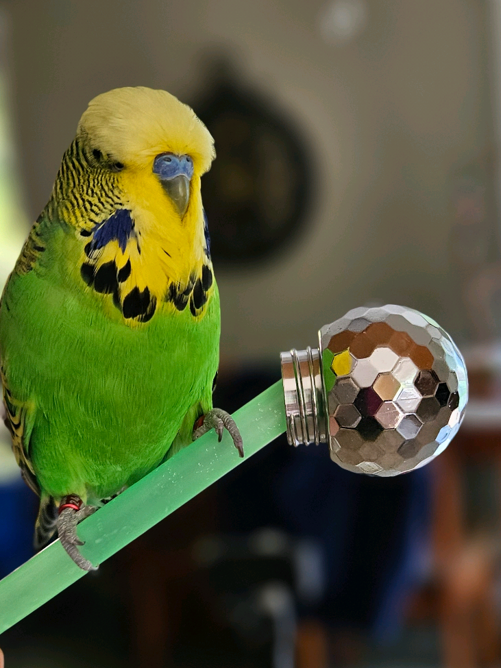 @Run Slow-Mo Charlie🦜