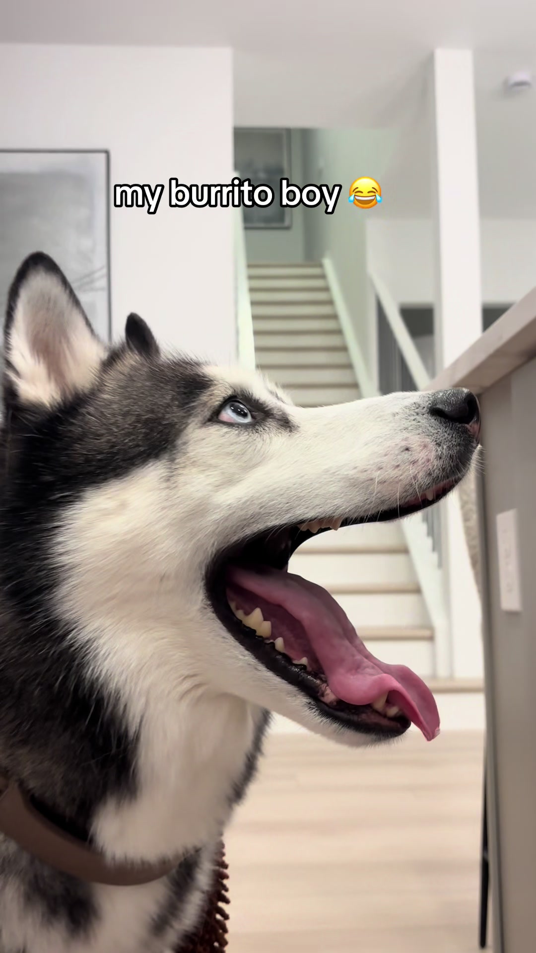 @lifewith2huskies