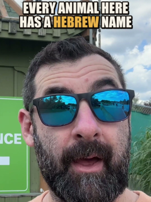 @Elon Gilad