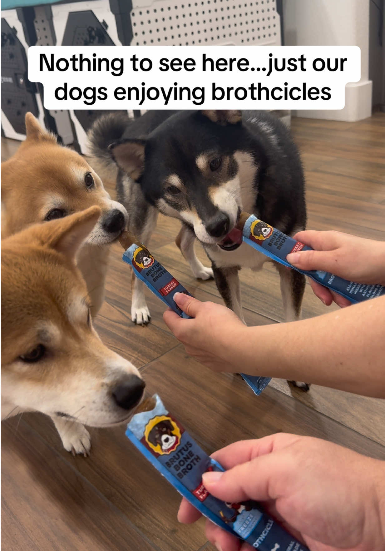 @Flock of Shibas 🐕🐕🐕