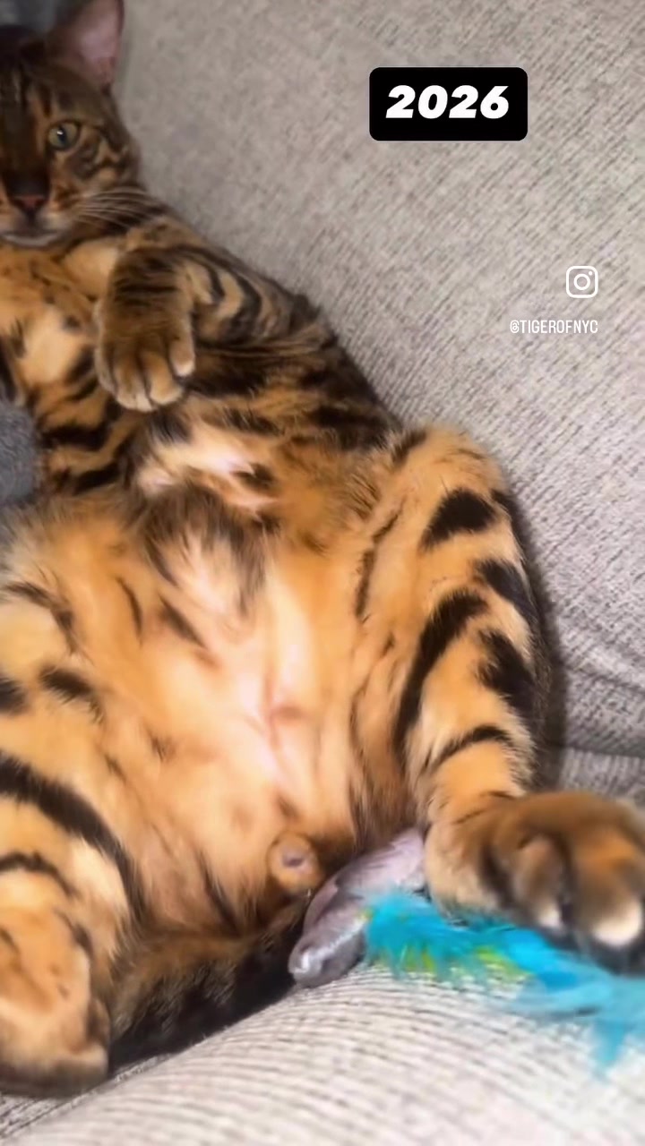@Macho_Tiger_Lucky