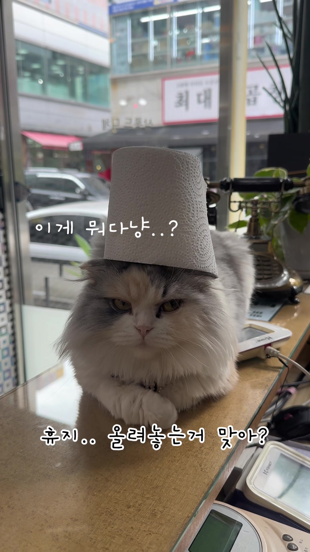 @미용실 고양이 뽀