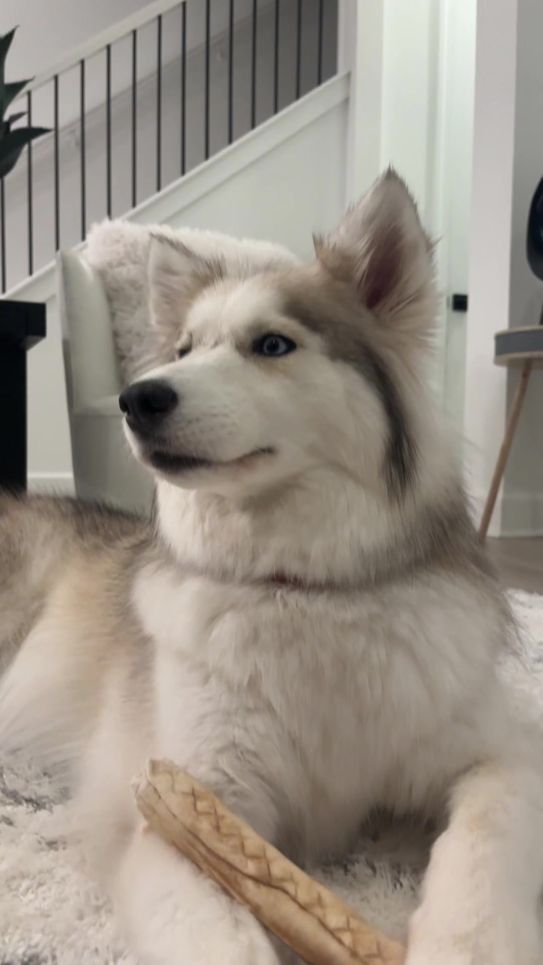 @lifewith2huskies