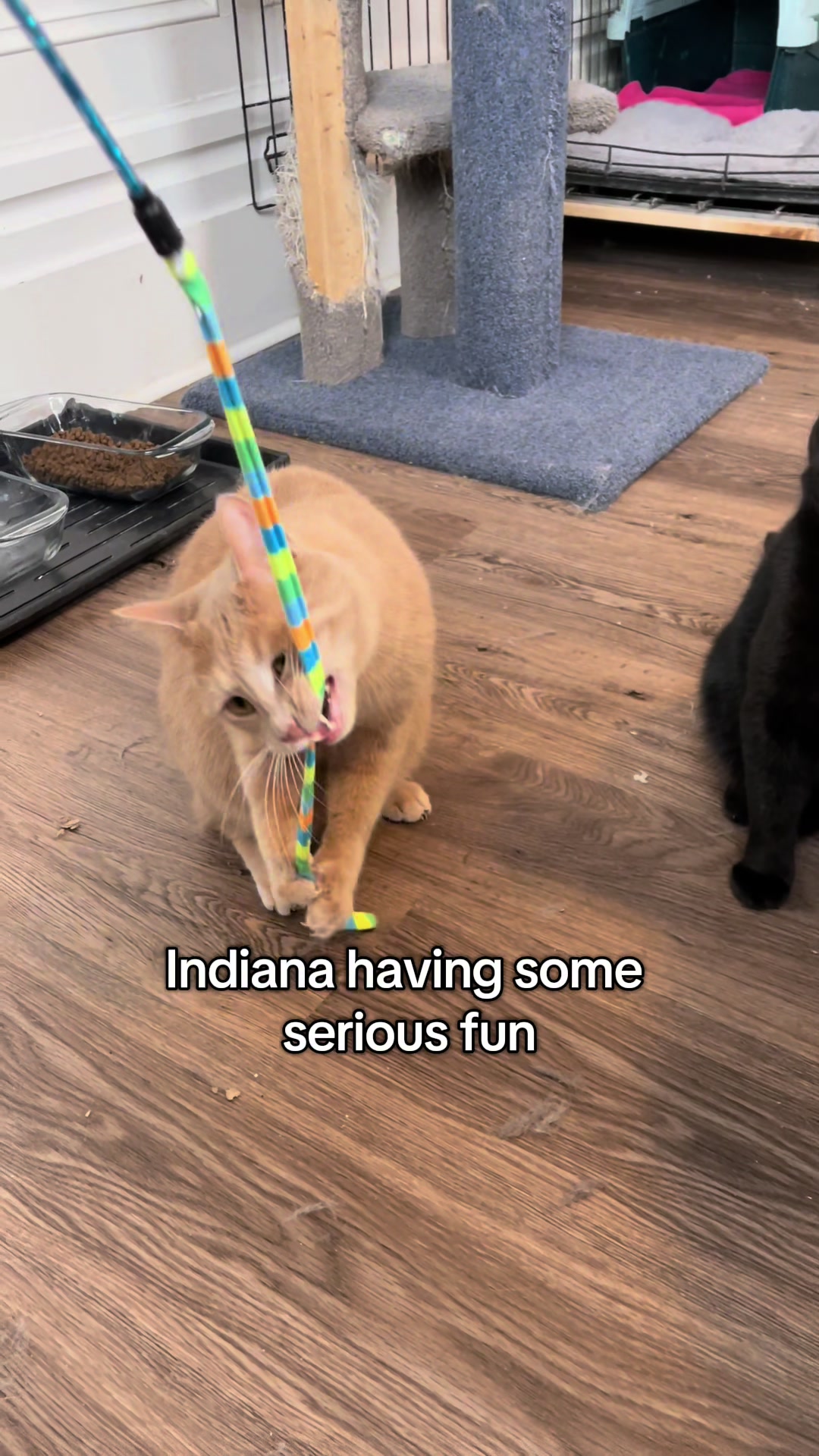 @North Toronto Cat Rescue