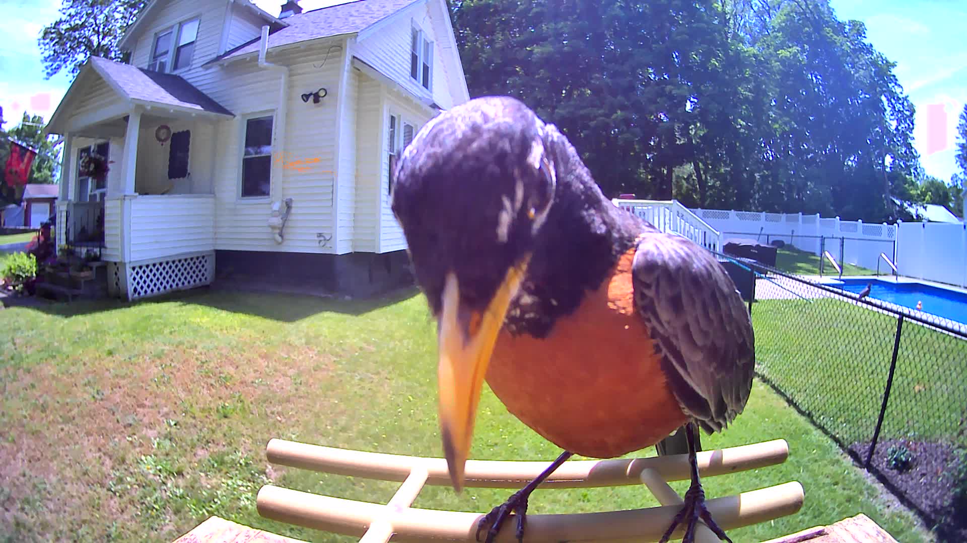 @OnlyBirds518