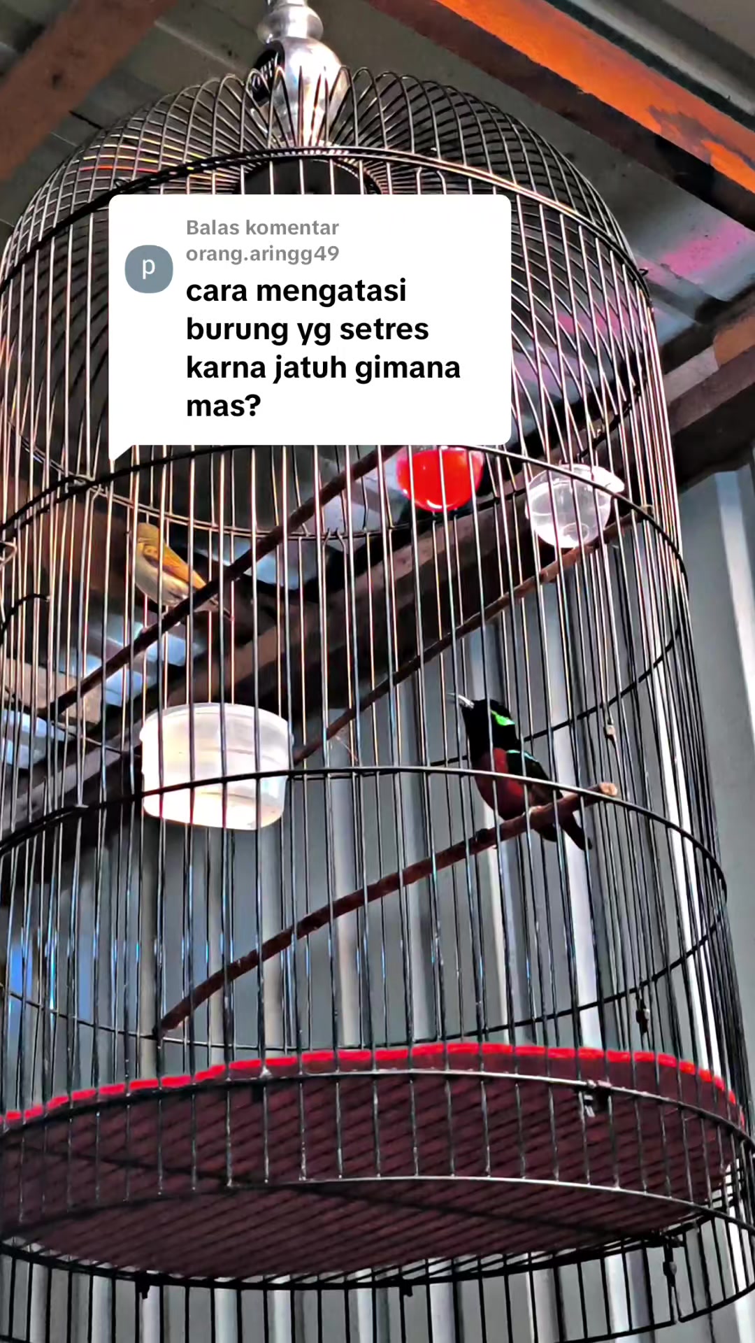 @banjarrayasquad