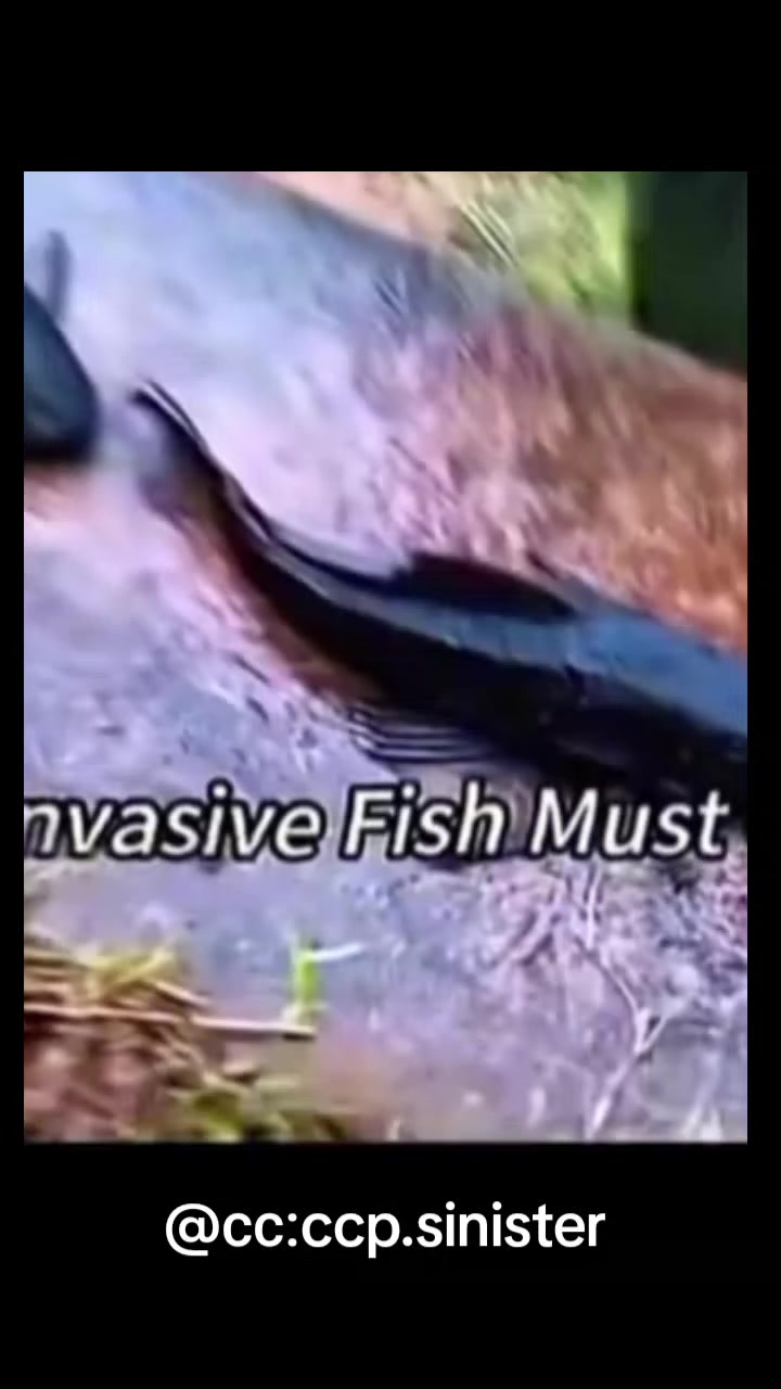 @Maнго 🥭massd