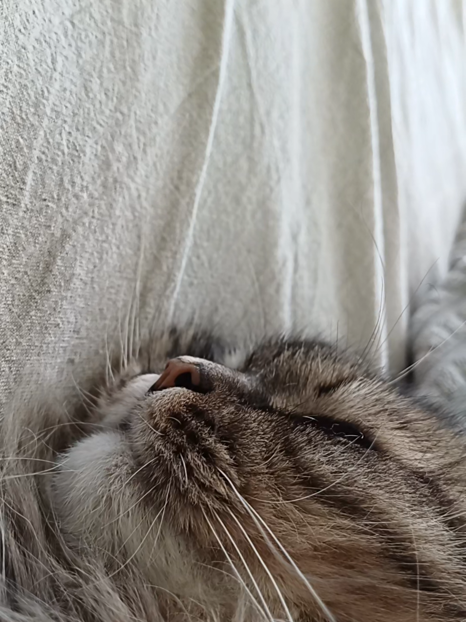 @cat_bayun_