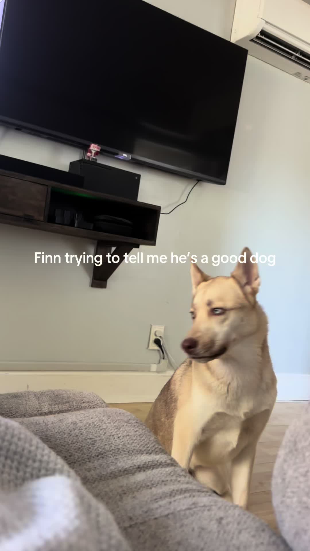 @Finn the Shepsky