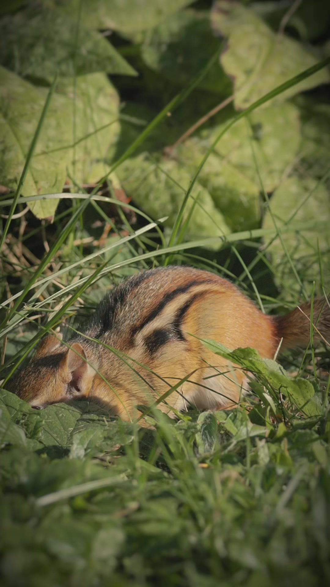 @🦅🦭 SnAvEWild 🦊 🦆
