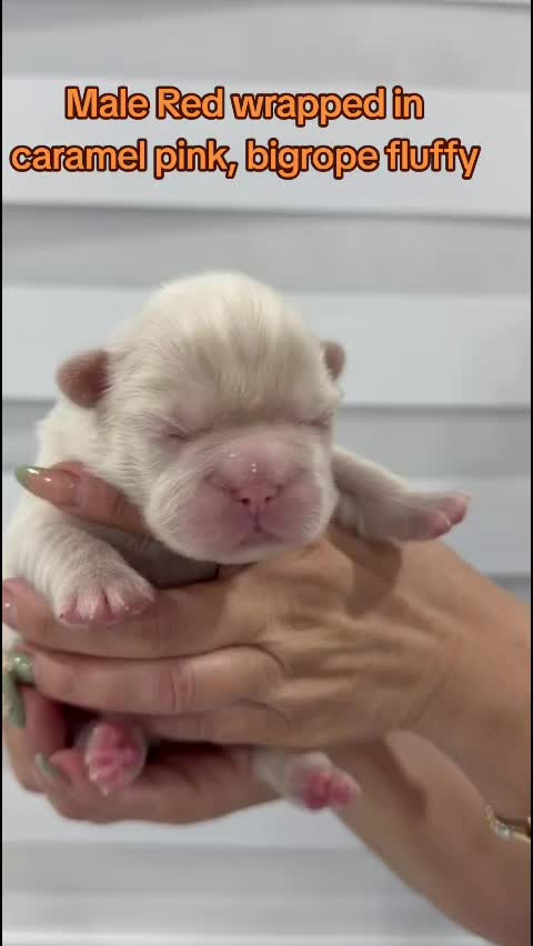 @Tommy_Yari_Frenchie