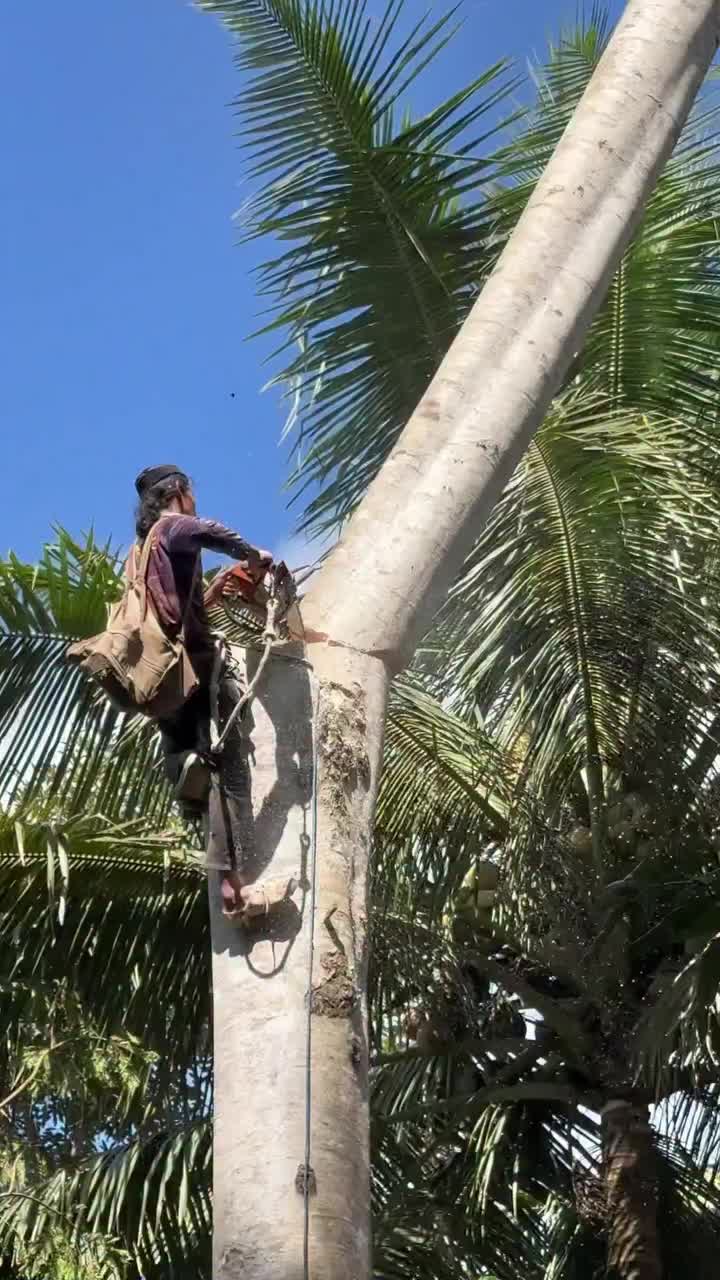 @Alex Tree Climber 👷 🇺🇸