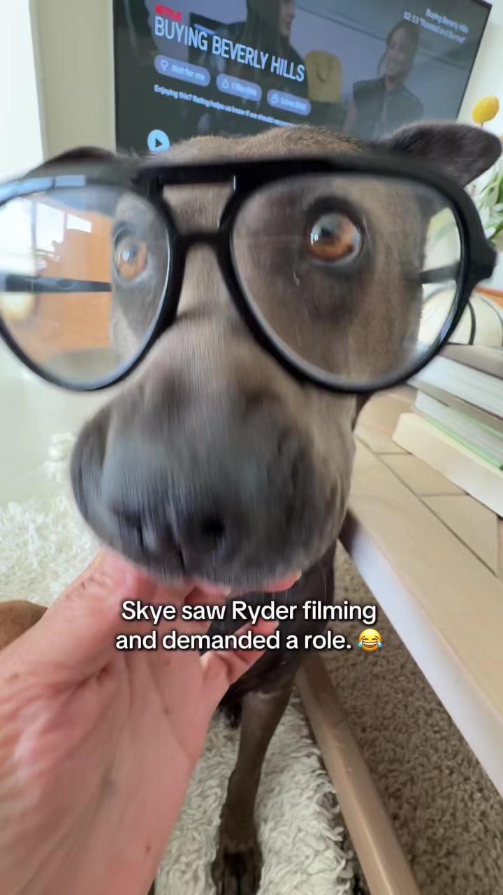 @Ryder 🐾 Rescue Shar Pei