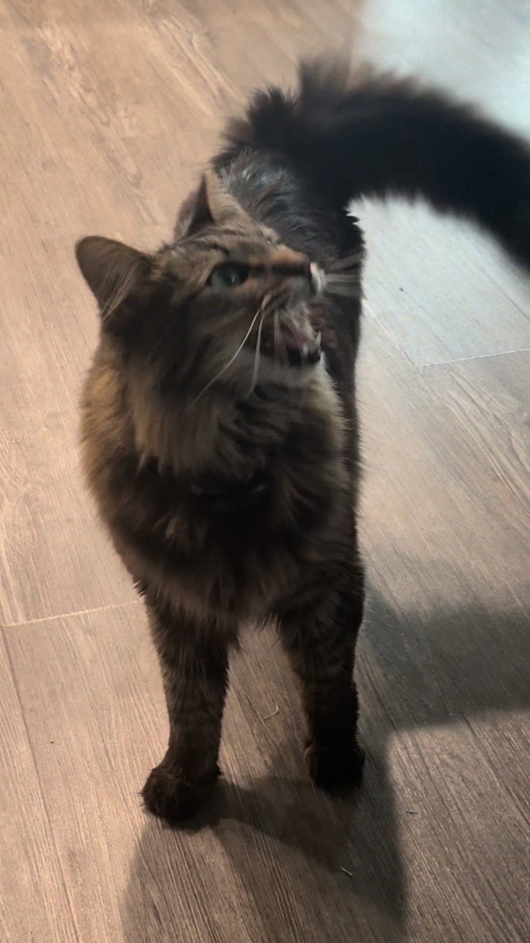 @RoxySnowballCatDrama