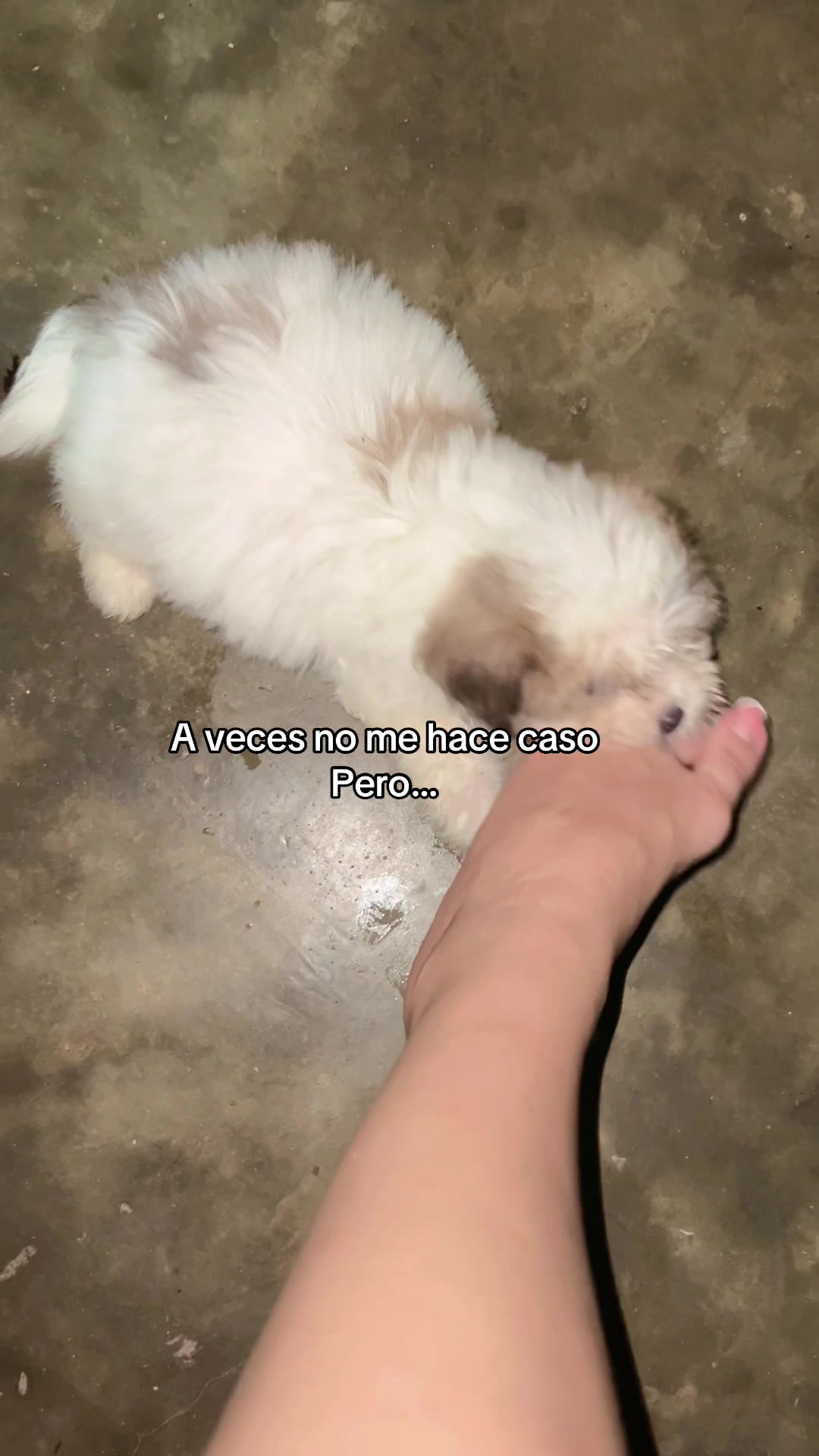 @Majito