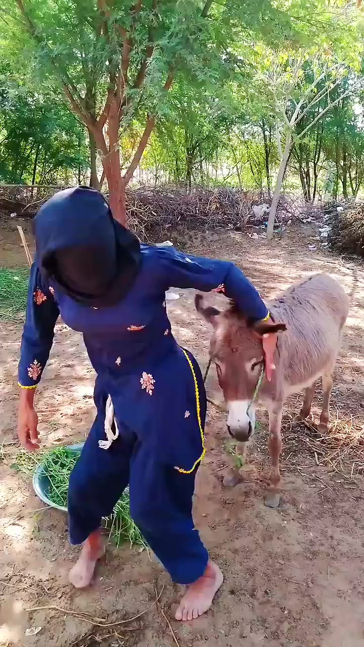 @animals053