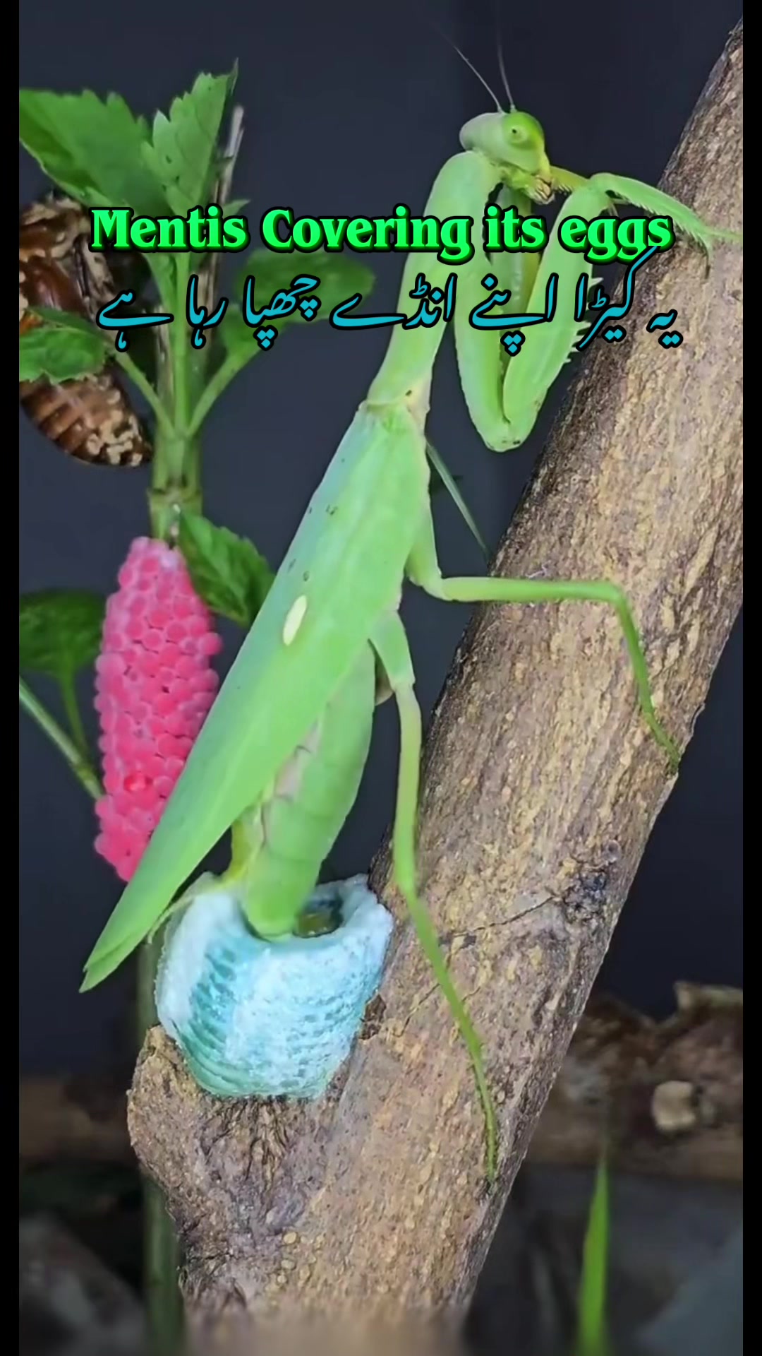 @Pest Mysteries