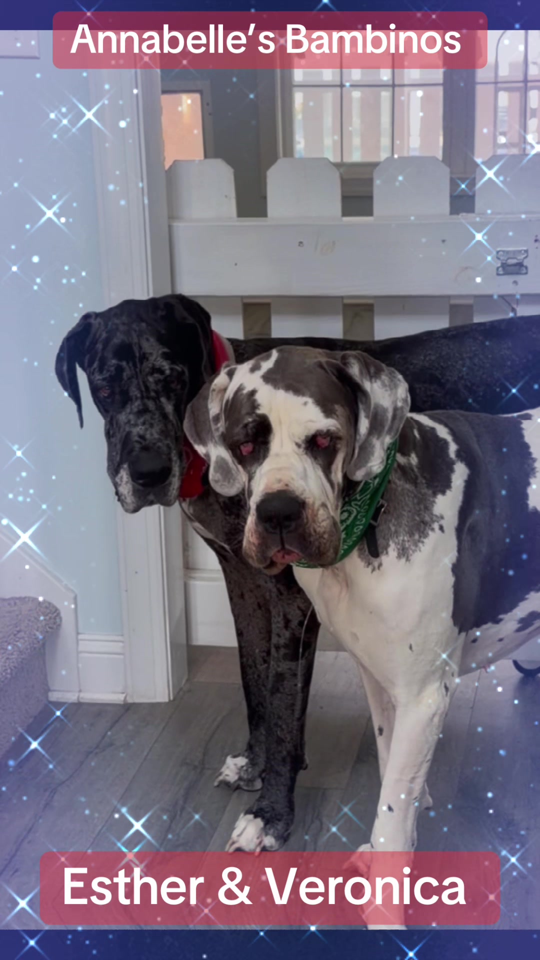 @🐾🩷Annabelle’s Bambinos🩷🐾