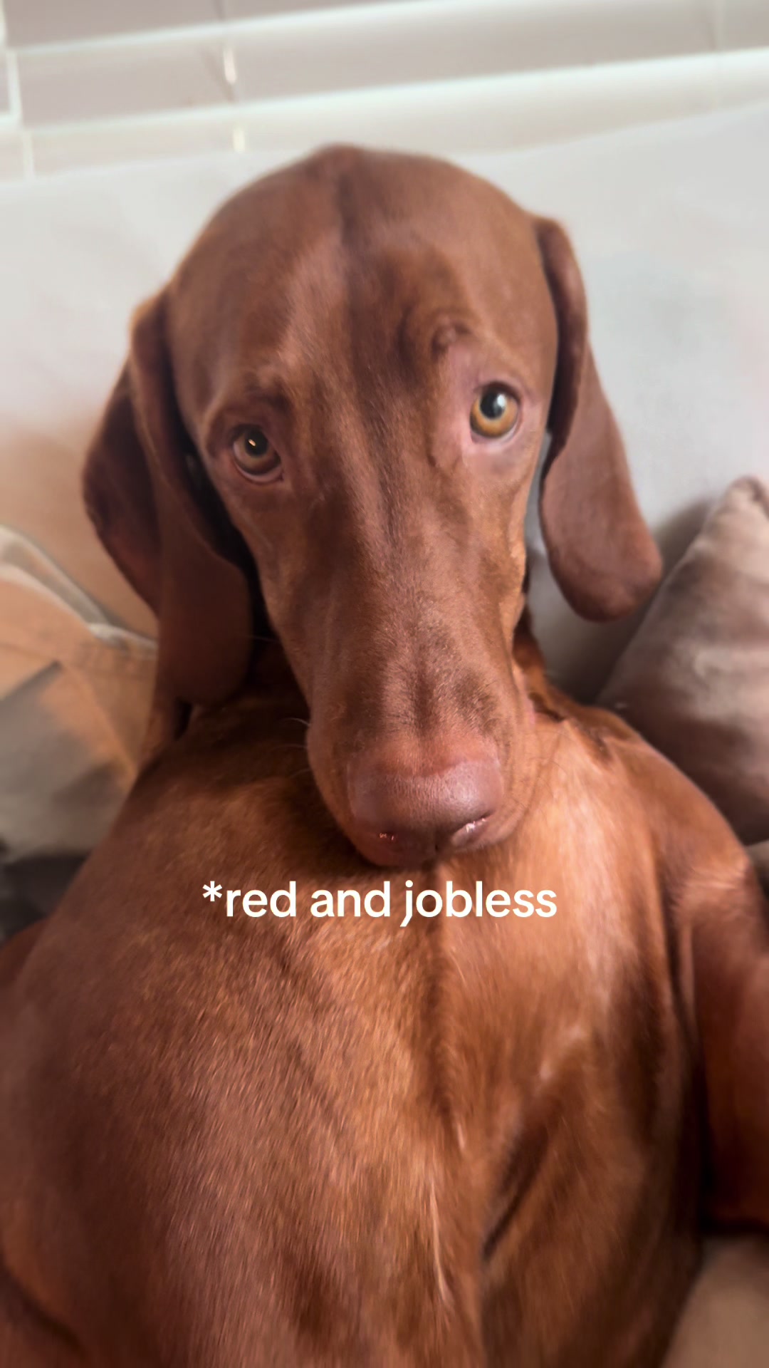 @Tycho the vizsla