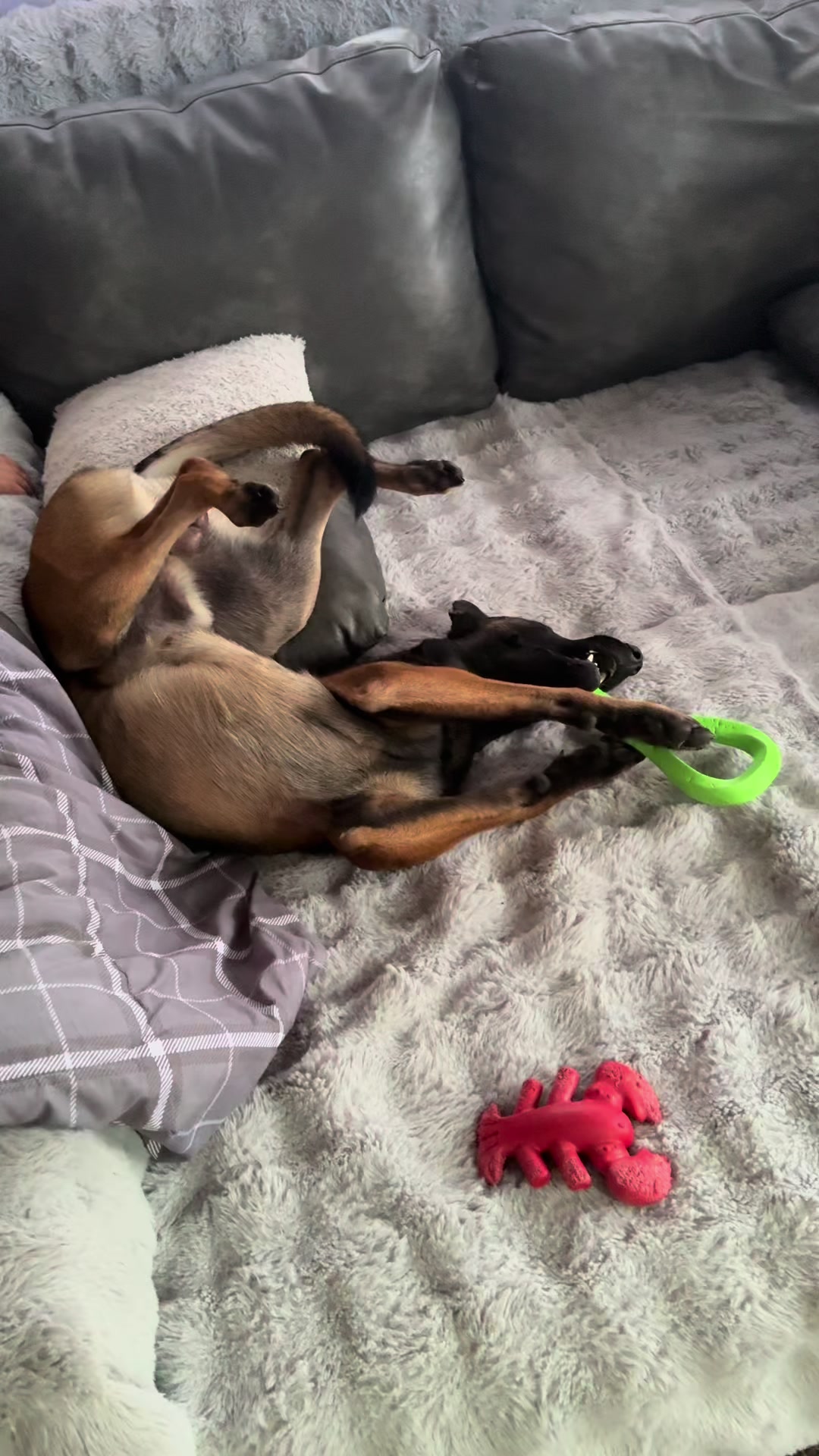 @doglifethailand