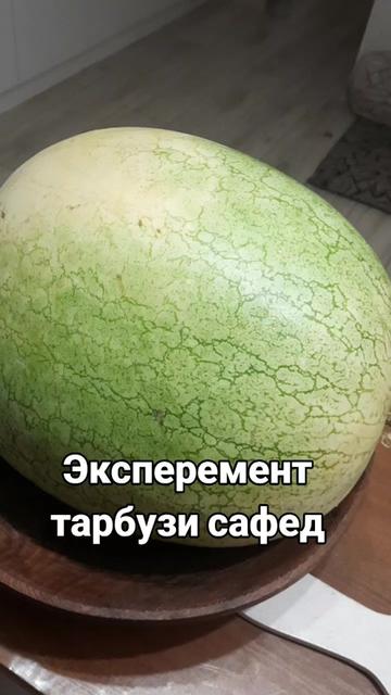 @SITA_FABERLIK