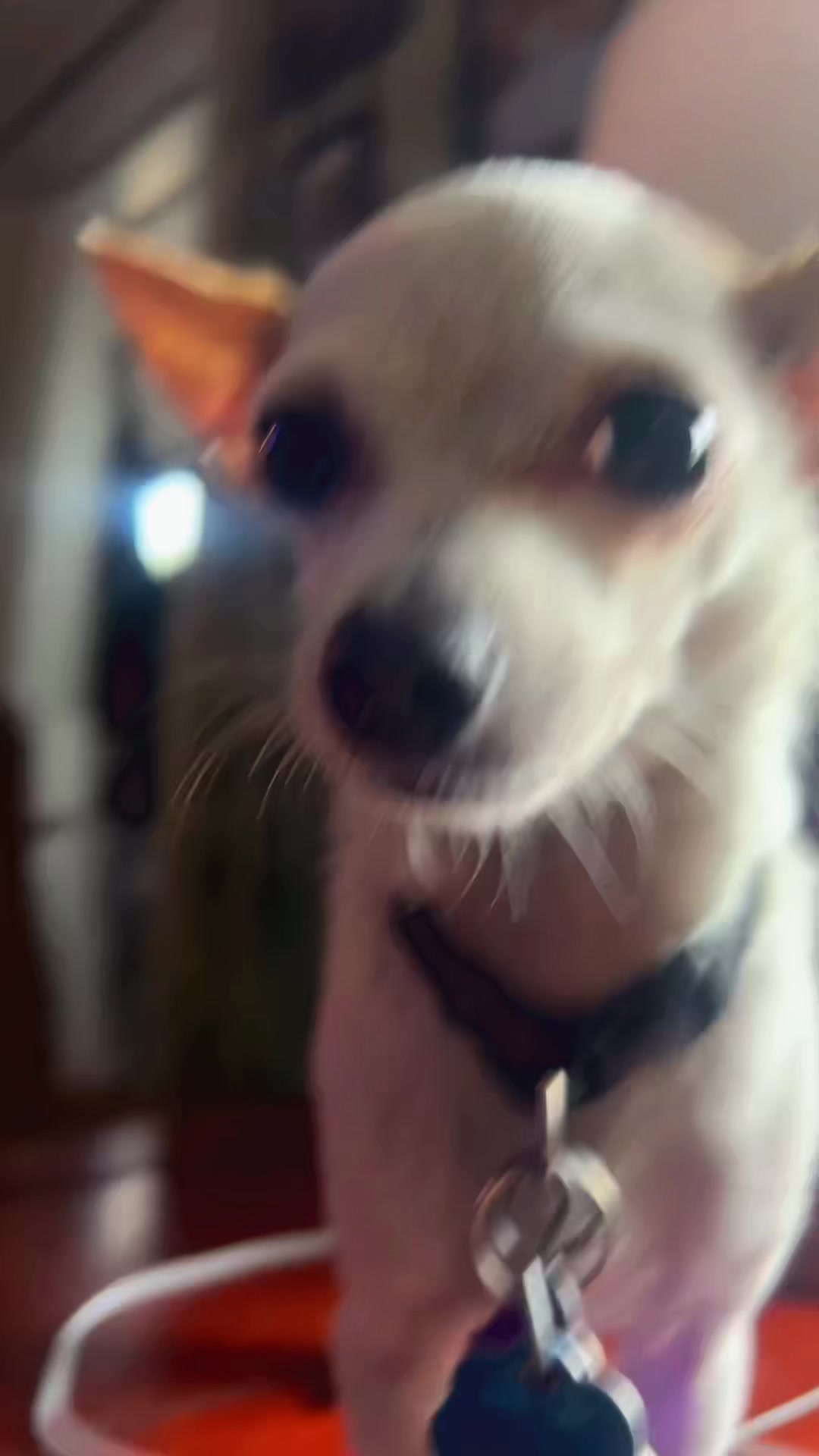 @izzy the Chihuahua