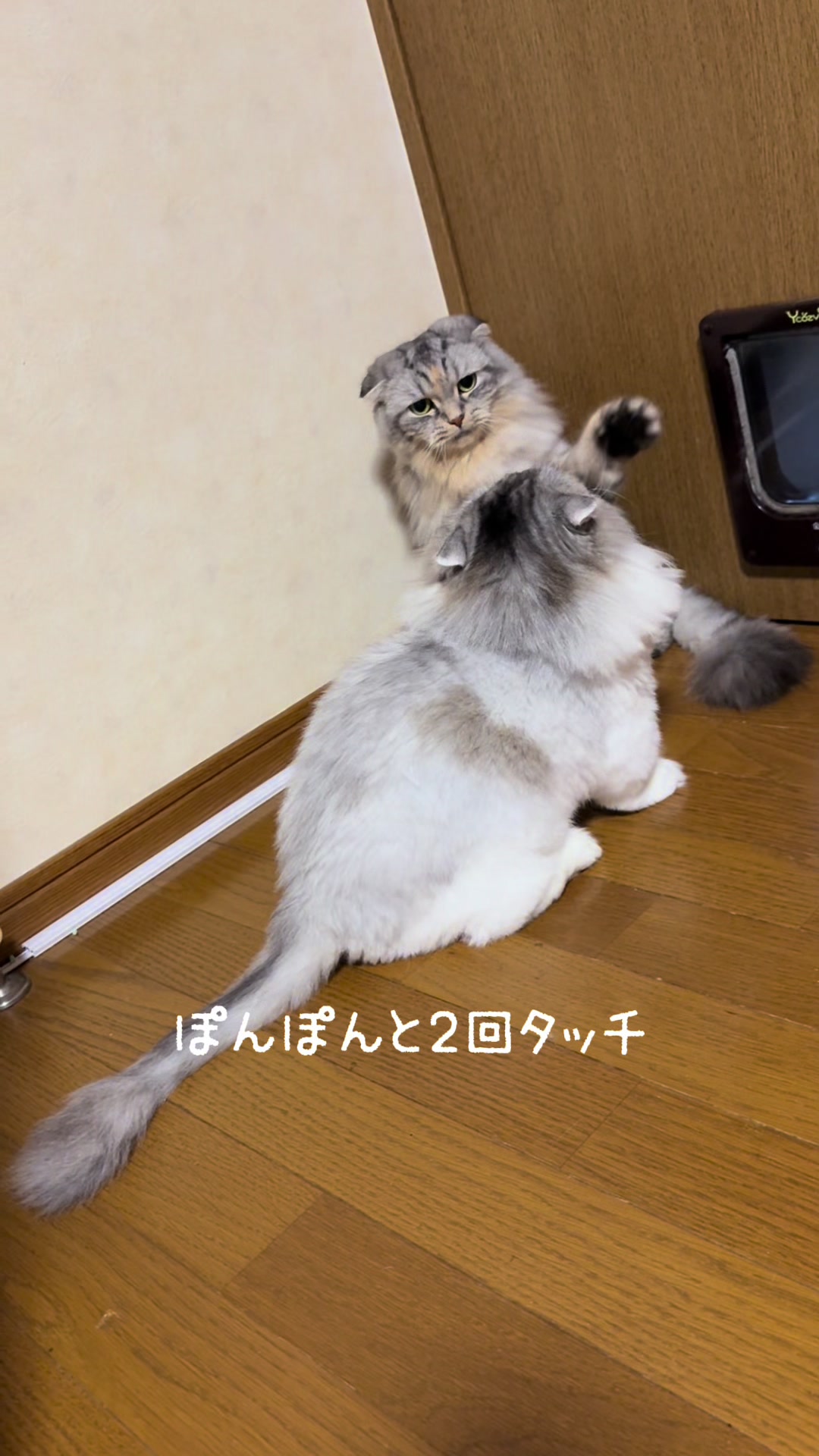 @ネコたまちゃんねる