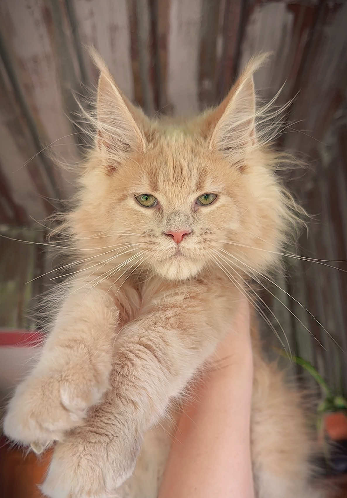 @Mossy&ensp;Cottage&ensp;Maine&ensp;Coons&ensp;🌙
