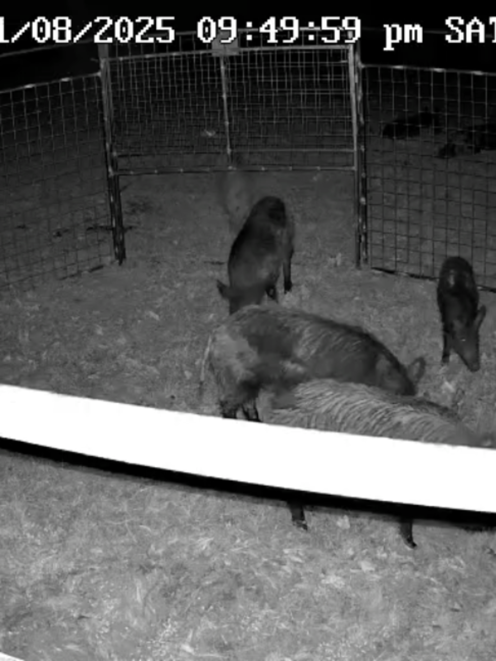 @Hog Brothers Custom Hog Traps