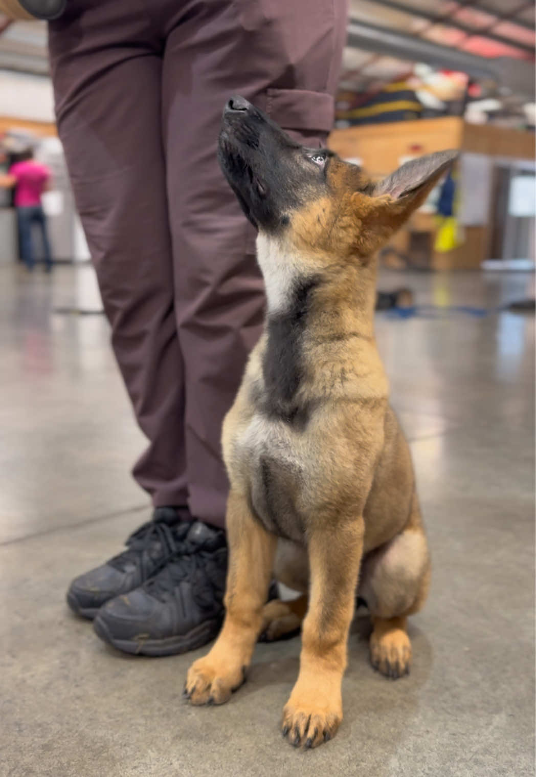 @Protection Dog Sales