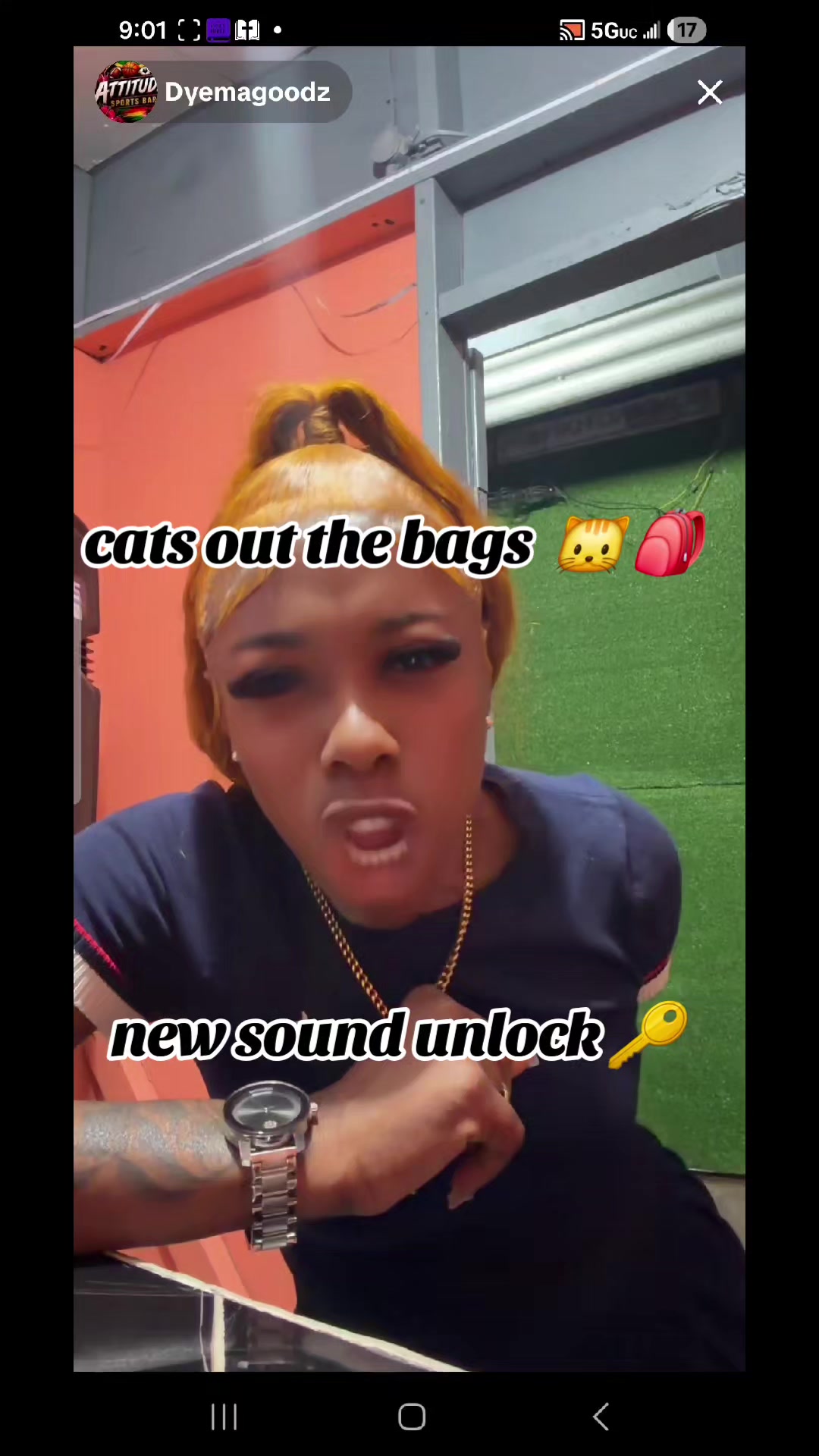 @cats out  the bags 🐱🐱🐱🐱🐱