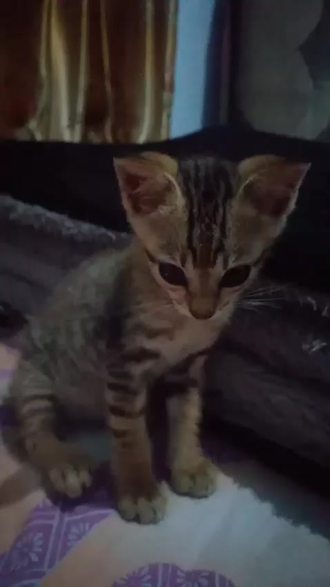 @Rizqi