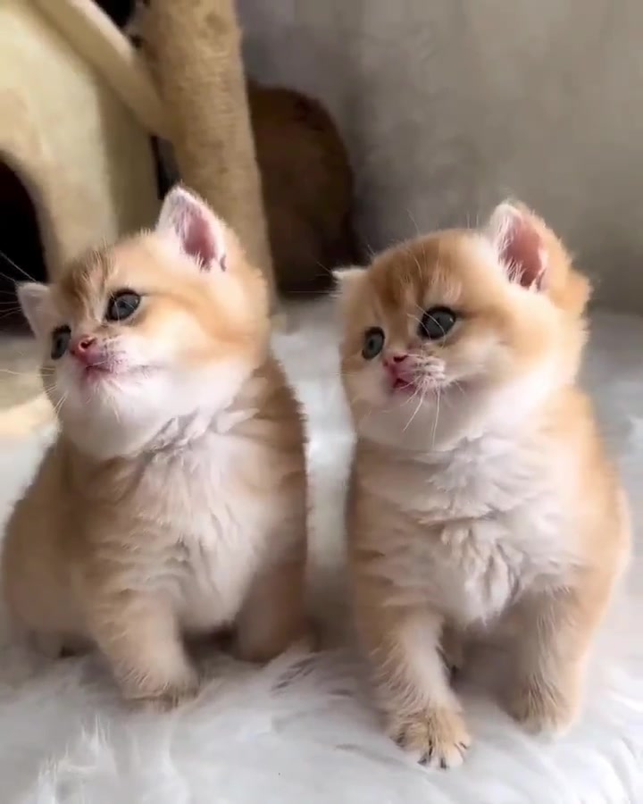 @FurFunDaily