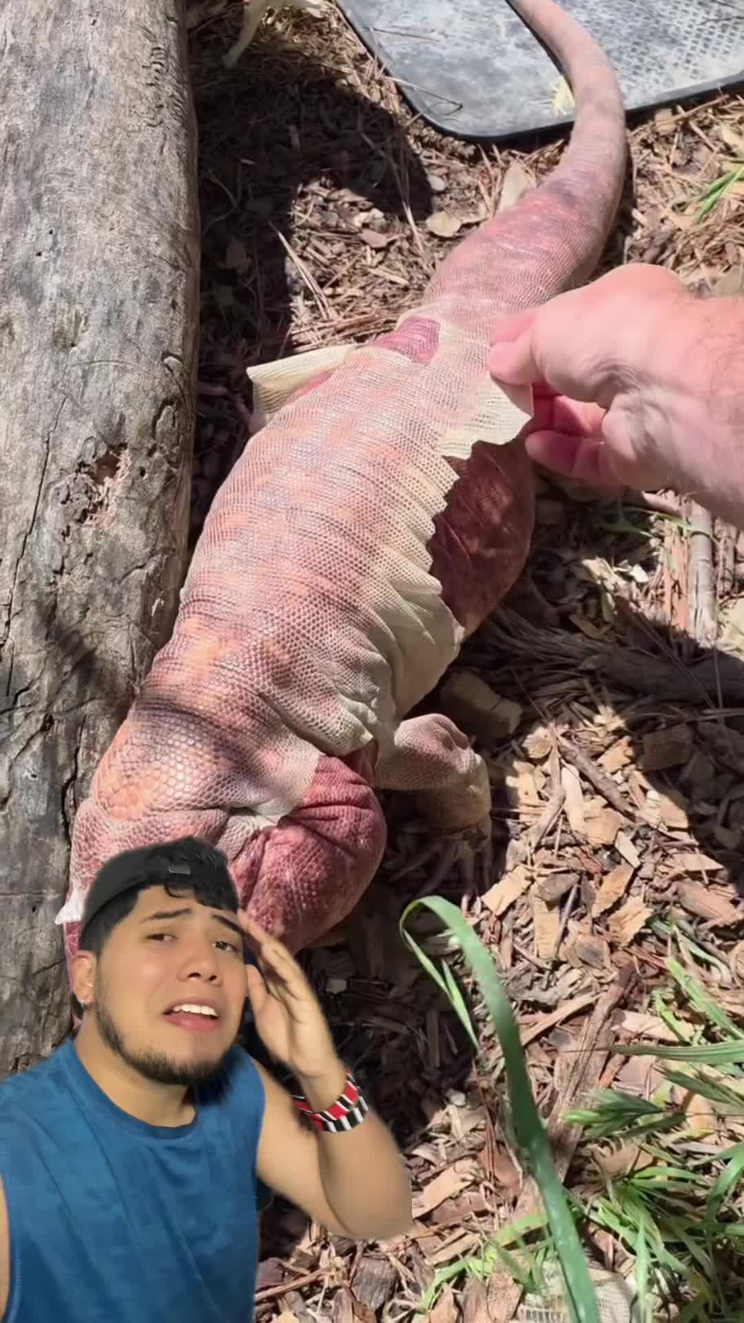 @Soy Sebassalvaje (dúos)
