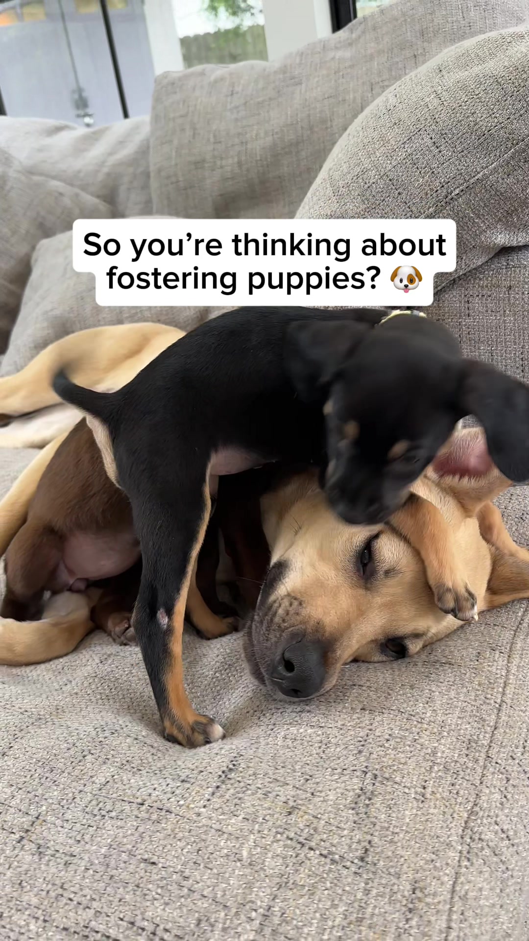 @Adopt a Pet