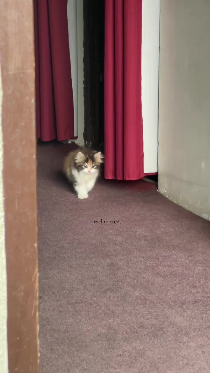 @karachikittens