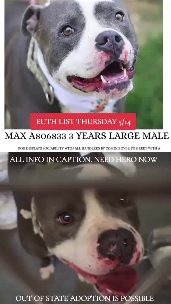 @@rescuedogs911