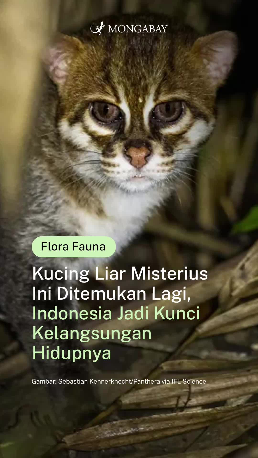@mongabayindonesia