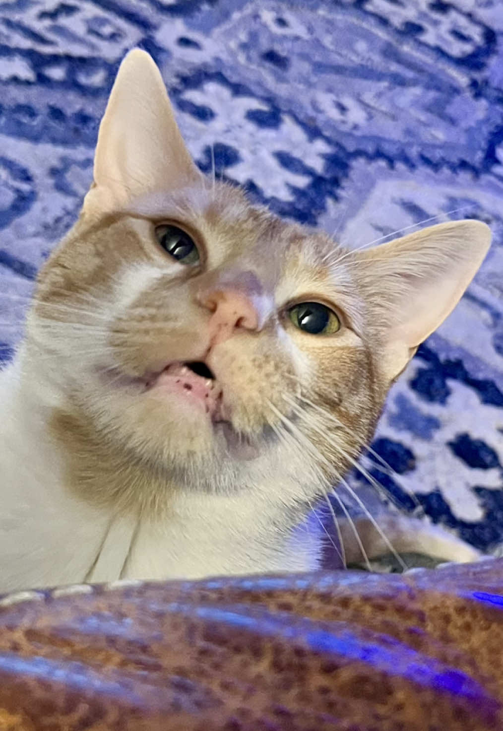 @ohkarajane 🐈