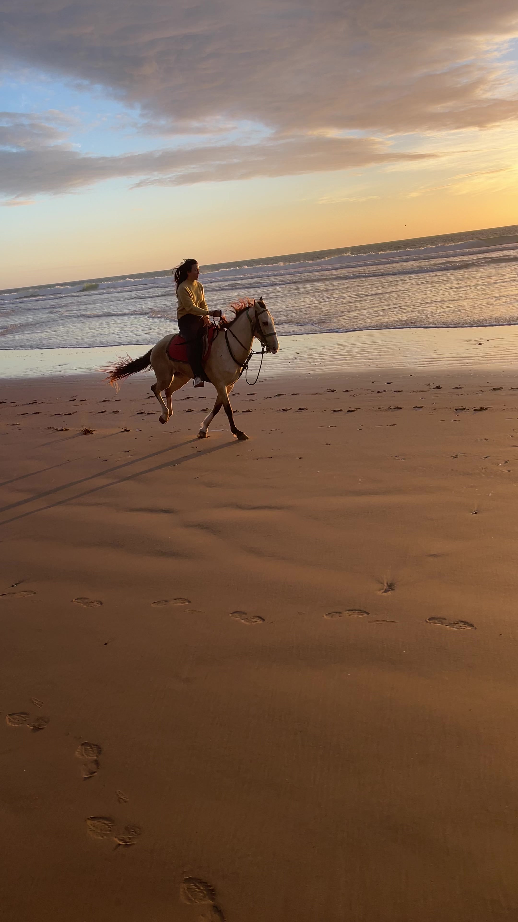 @Cheval_agadir