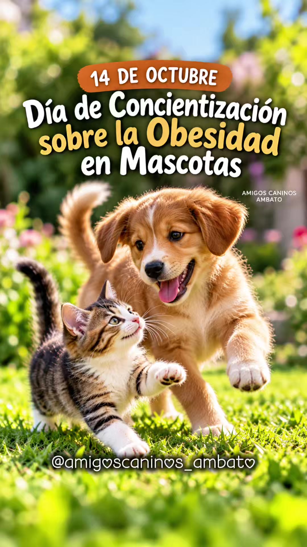 @Amigoscaninos_Ambato