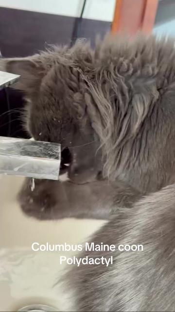 @columbus_mainecoon