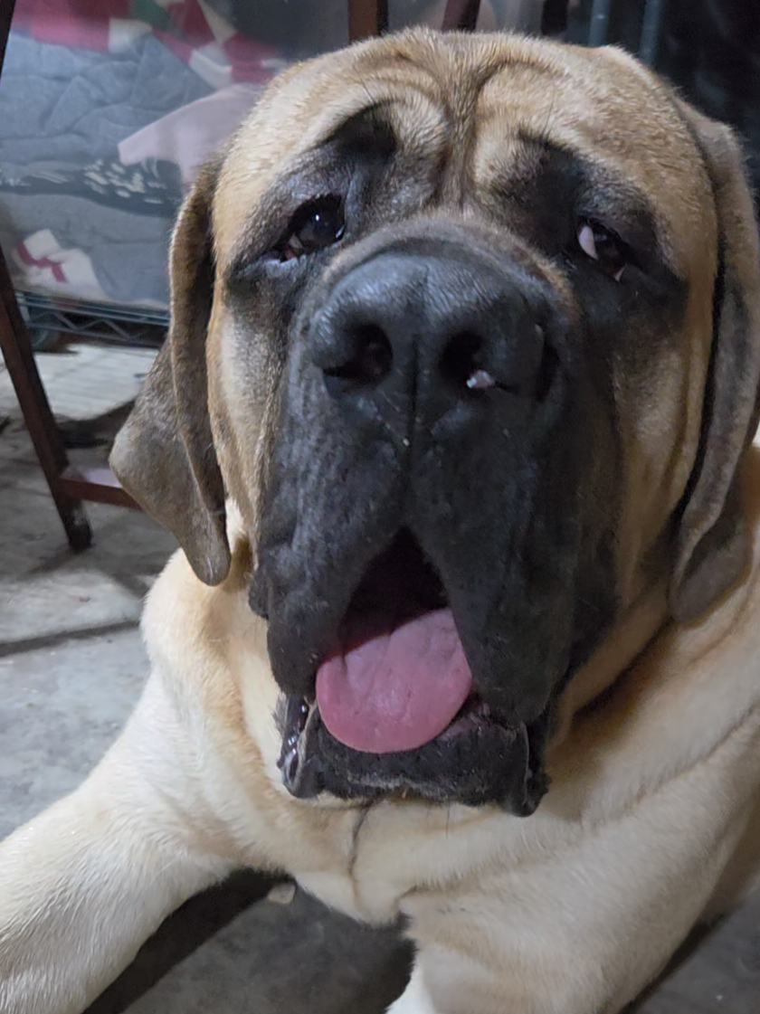 @Maple Mastiffs