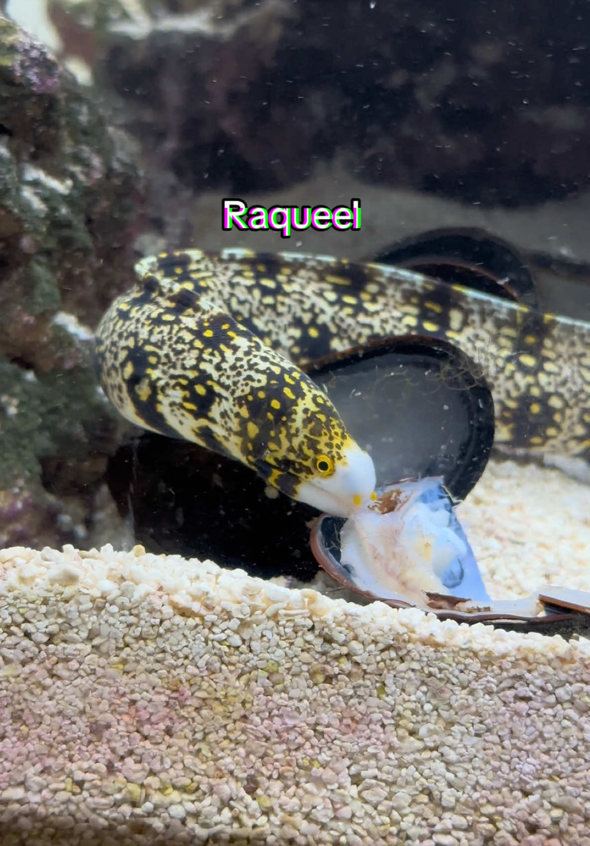 @ReefSync