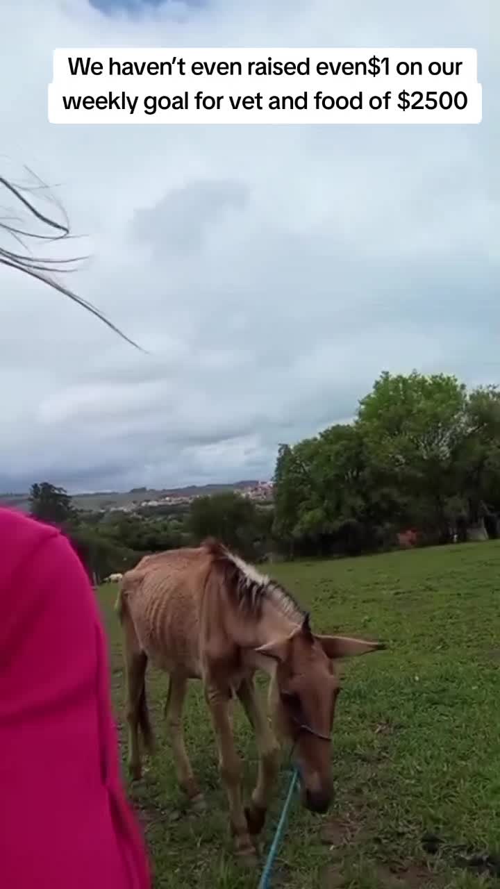 @REBORN ANIMAL RESCUER