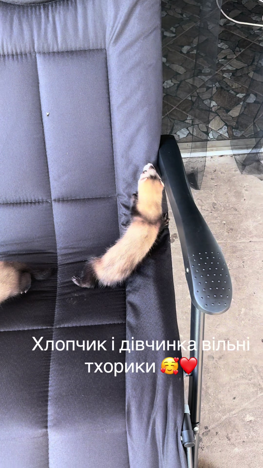 @🦦 Хорьки Київ 🇺🇦