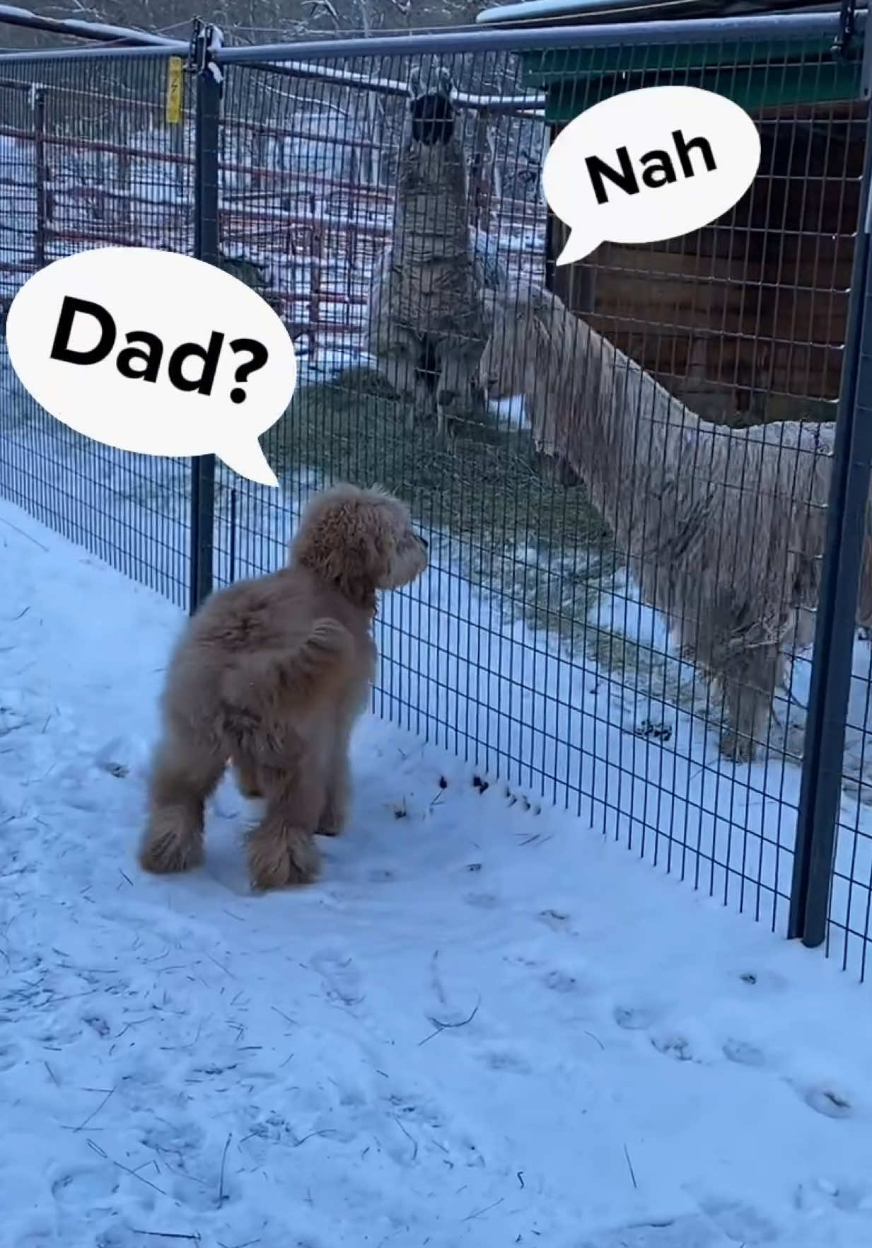 @Brodie The Goldendoodle