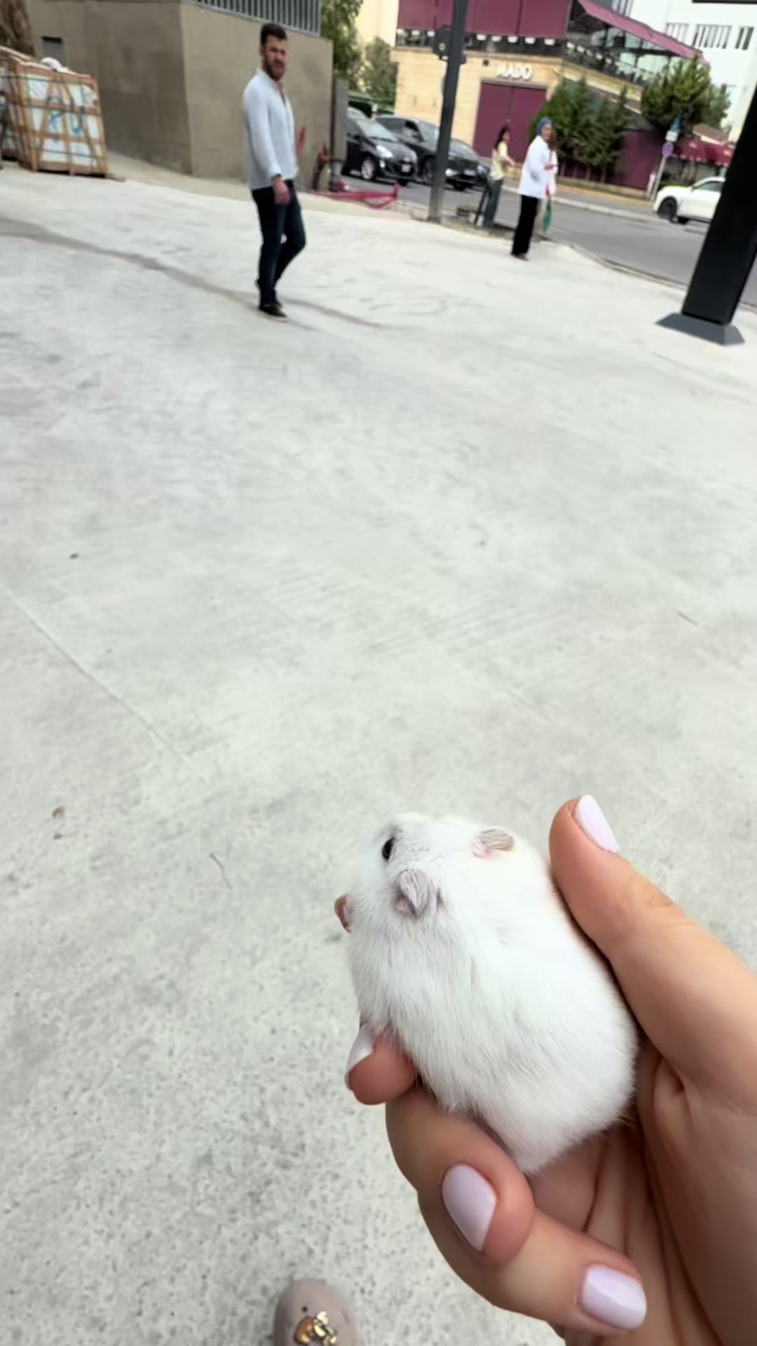 @hamster.cuppulu