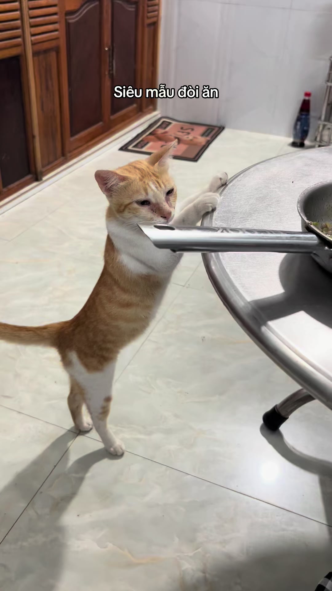@Ba bé mèo và một bé chó